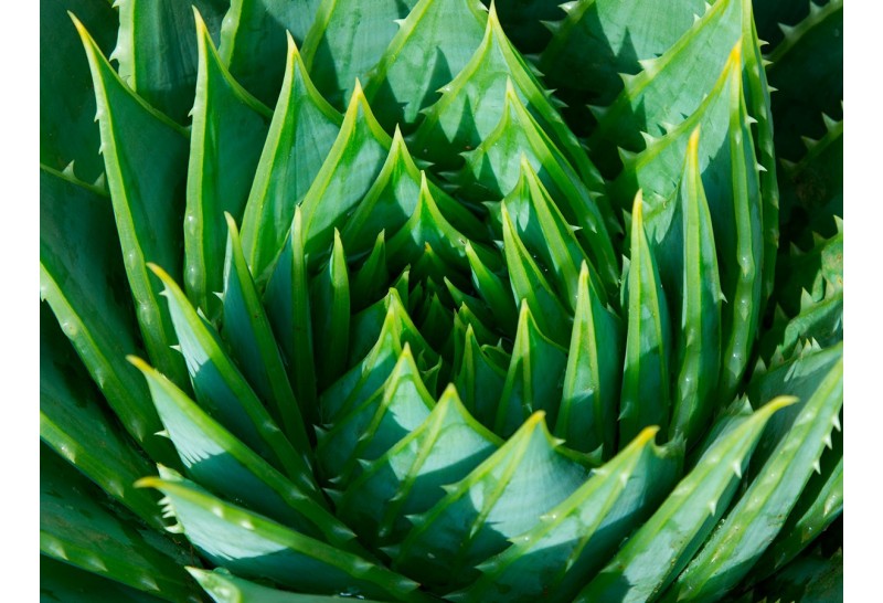 5 Beneficios de consumir Aloe Vera